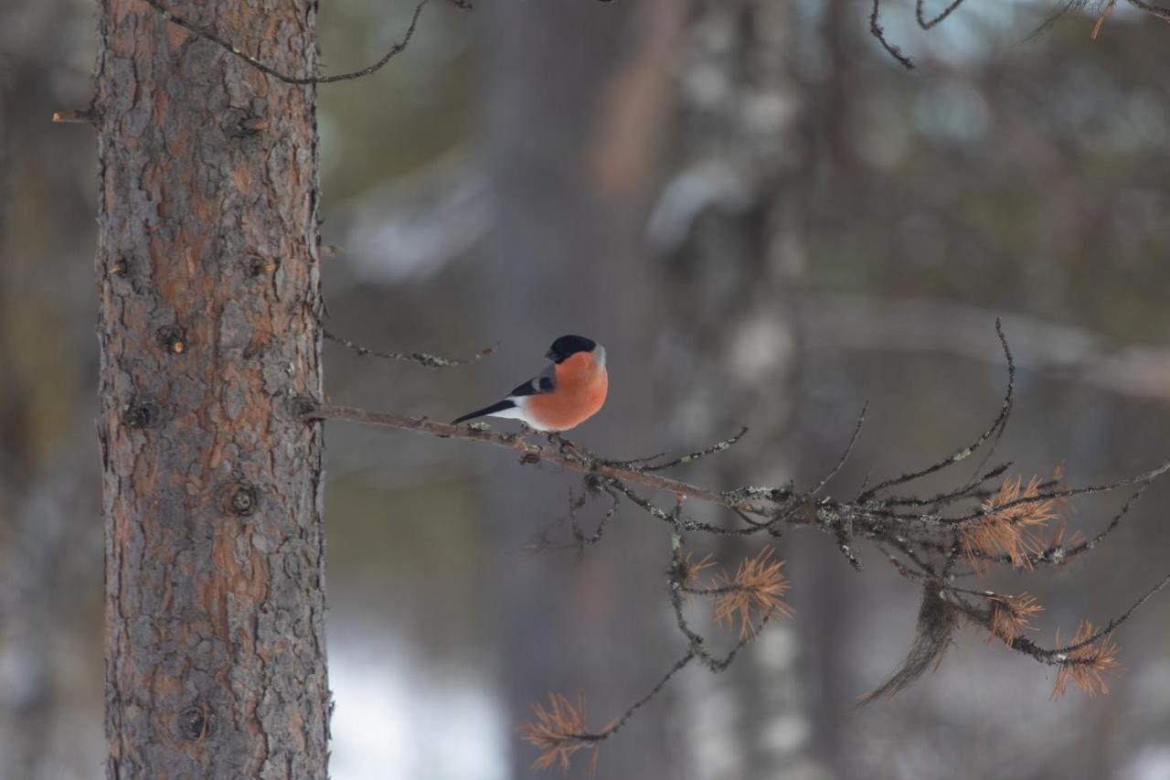 Hirsi - The White Blue Wilderness Lodge Kaamanen エクステリア 写真